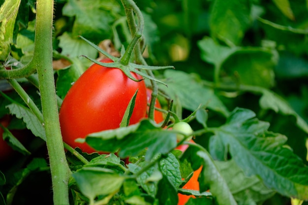 Pomodori maturi rossi luminosi in giardino sul cespuglio