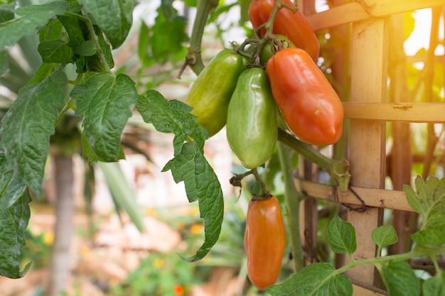 Pomodori maturi su una vite che cresce su un giardino in serra