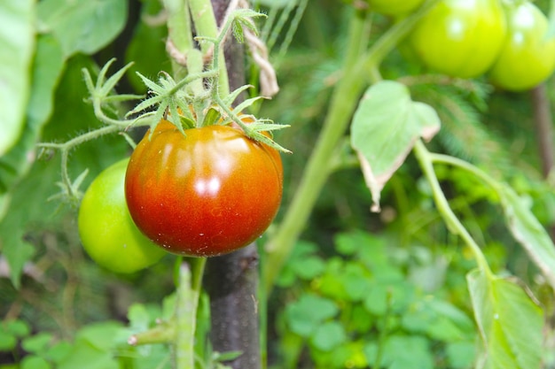 Pomodori naturali maturi che crescono su un ramo in una serra Profondità di campo