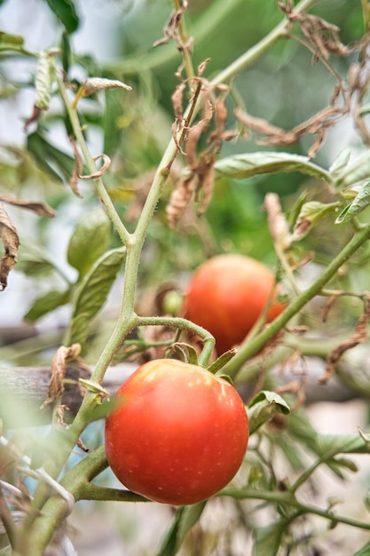 Pomodori naturali nella tua piantagione