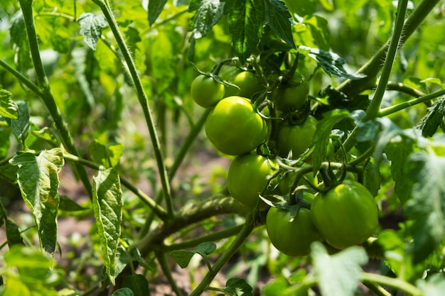 Pomodori non maturi verdi nel giardino.