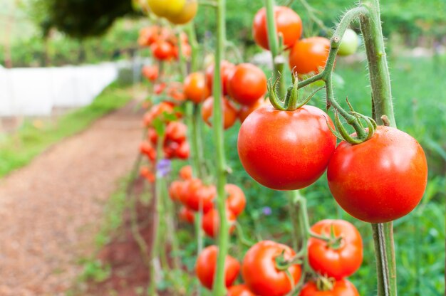 Pomodori organici maturi in giardino pronti per la raccolta, pomodori freschi