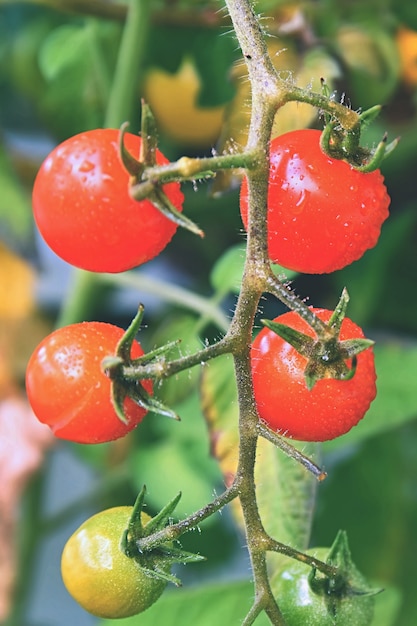 Pomodori rossi freschi sulla pianta