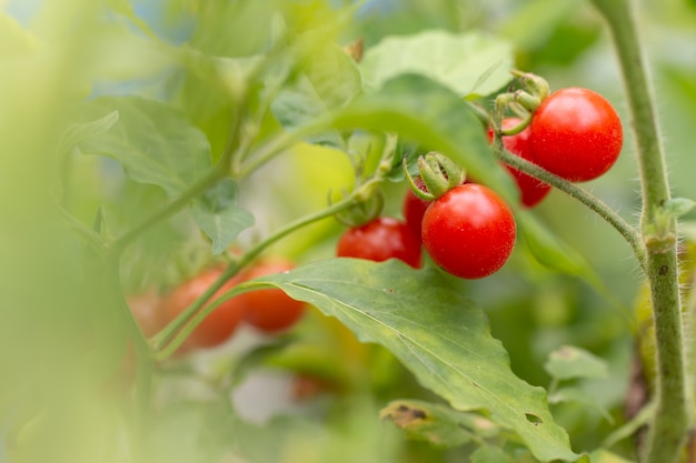 Pomodori rossi in giardino