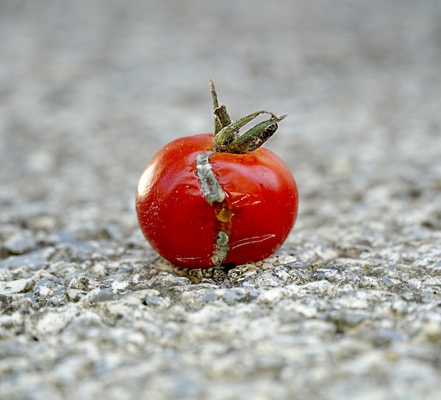 Pomodori rossi isolati su bianco