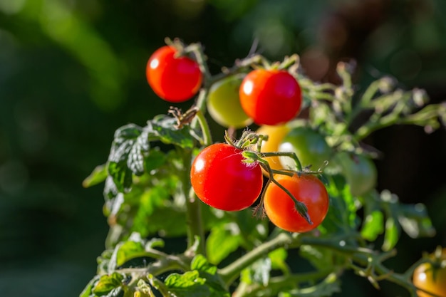 Pomodori rossi maturi appesi su un ramo in una fotografia macro di una giornata di sole estivo.