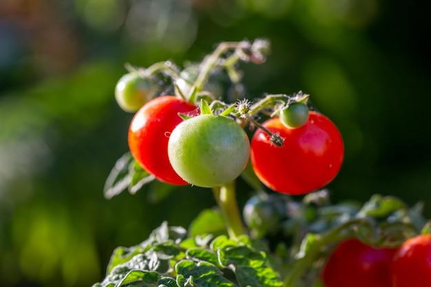 Pomodori rossi maturi appesi su un ramo in una fotografia macro di una giornata di sole estivo.