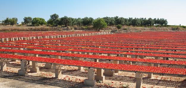 Pomodori rossi maturi essiccati,