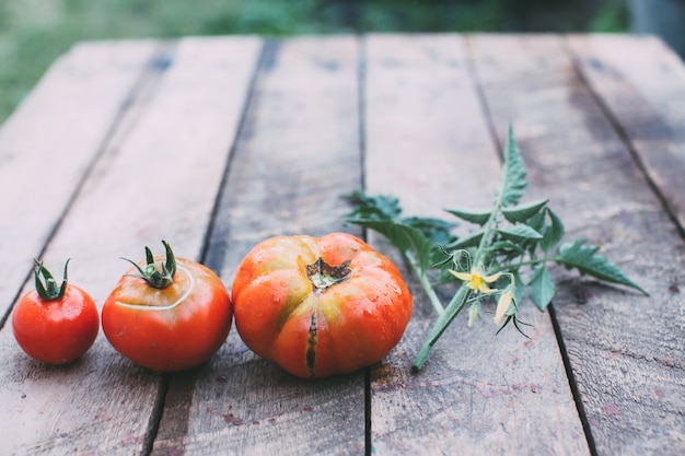 Pomodori rossi, verdure fresche.