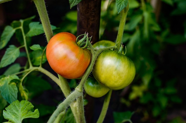 Pomodori su un cespuglio. Pomodori freschi. Piantagione con pomodori.