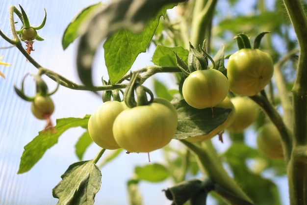 Pomodori su un ramo di giardinaggio verde