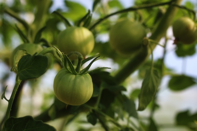 Pomodori su un ramo giardinaggio verde