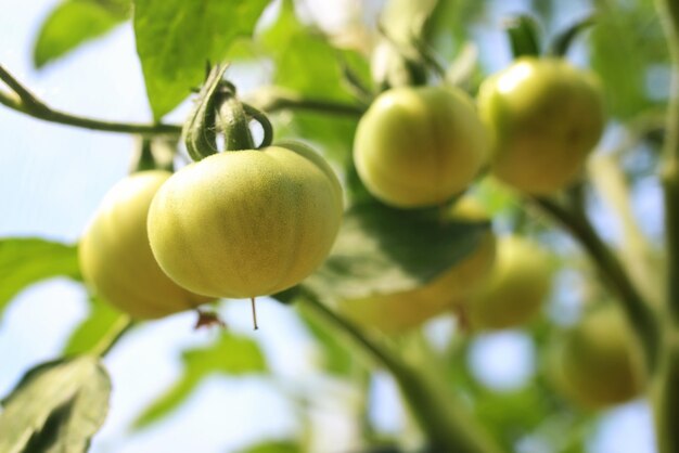 Pomodori su un ramo giardinaggio verde