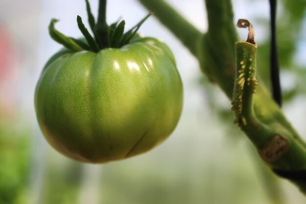 Pomodori su un ramo giardinaggio verde