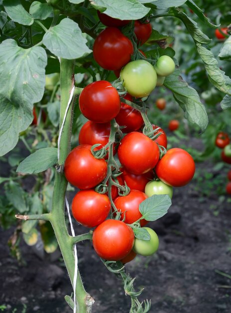 Pomodori su un ramo