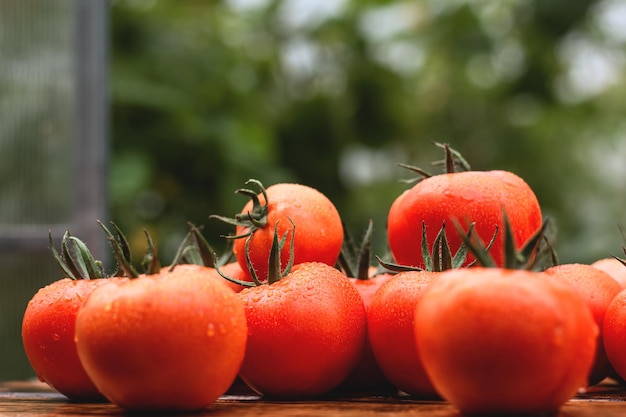 Pomodori succosi freschi ricoperti di gocce d'acqua su un tavolo di legno