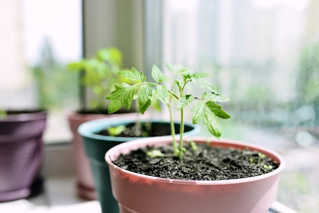 pomodori sul davanzale della finestra Giardinaggio domestico hobby cibo bio cibo concetto