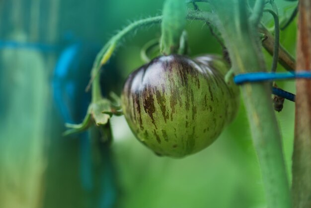 Pomodori tigre siberiana nell'orto Pomodori acerbi su un ramo