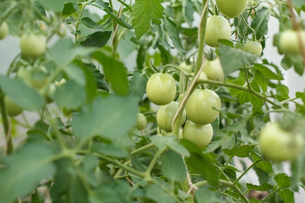 Pomodori verdi acerbi che crescono su cespugli in giardino Serra con i frutti di pomodori verdi