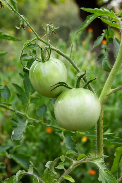 Pomodori verdi acerbi che crescono sul cespuglio nel giardino