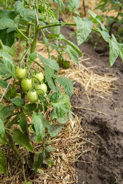 Pomodori verdi acerbi che crescono sul ramo in giardino Pomodori nel letto del giardino