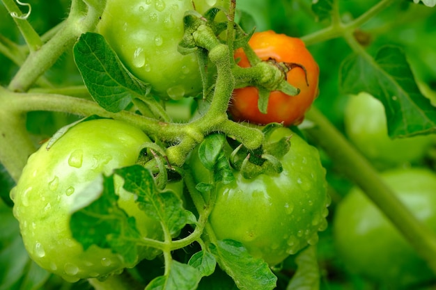 pomodori verdi acerbi e pomodori maturi immersi nell'acqua piovana. pomodori freschi. sfondo naturale.