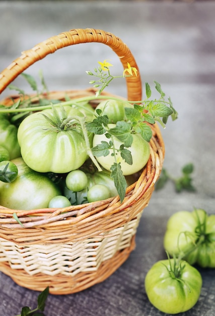 Pomodori verdi acerbi in un piccolo cestino