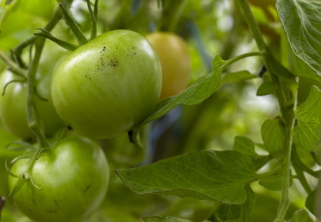 Pomodori verdi acerbi su un ramo Verdure ecocompatibili