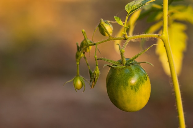 pomodori verdi che crescono in natura