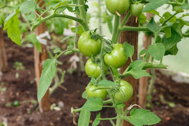 Pomodori verdi che crescono sui rami in una serra