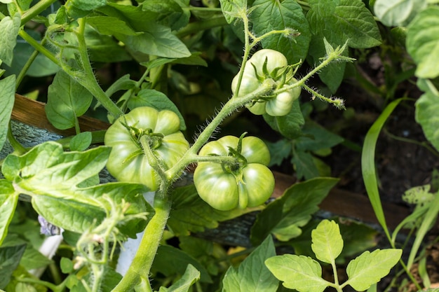 Pomodori verdi che crescono sui rami nel giardino estivo