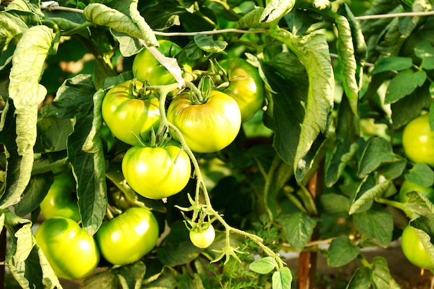 Pomodori verdi che crescono sui rami