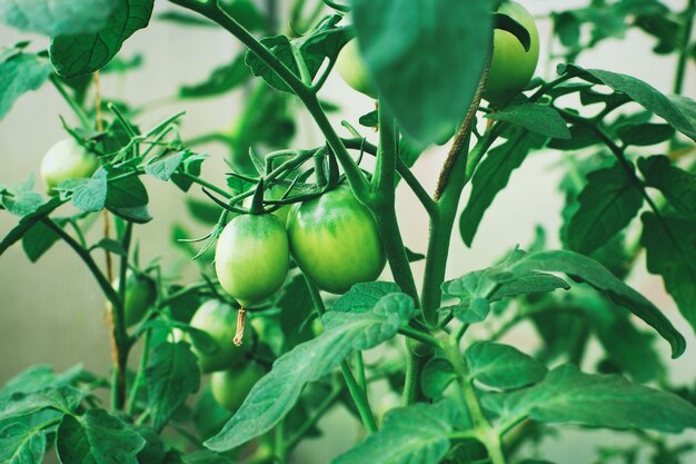 Pomodori verdi che crescono sull'inizio della frutta della pianta di pomodoro