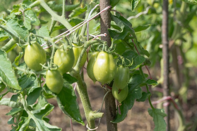 Pomodori verdi freschi su un ramo in giardino