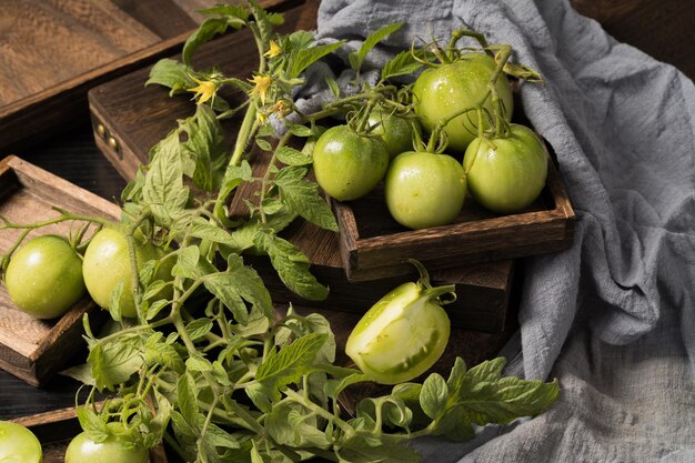 Pomodori verdi freschi su uno sfondo semplice