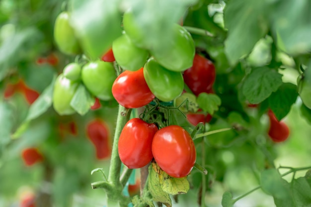 Pomodori verdi gialli rossi maturi nell'agricoltura organica del giardino