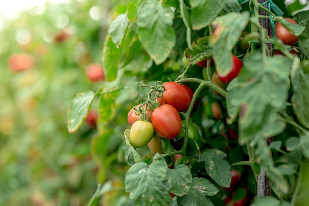 Pomodori verdi gialli rossi maturi nell'agricoltura organica del giardino