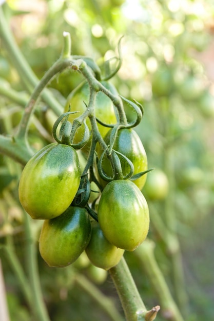 Pomodori verdi in giardino