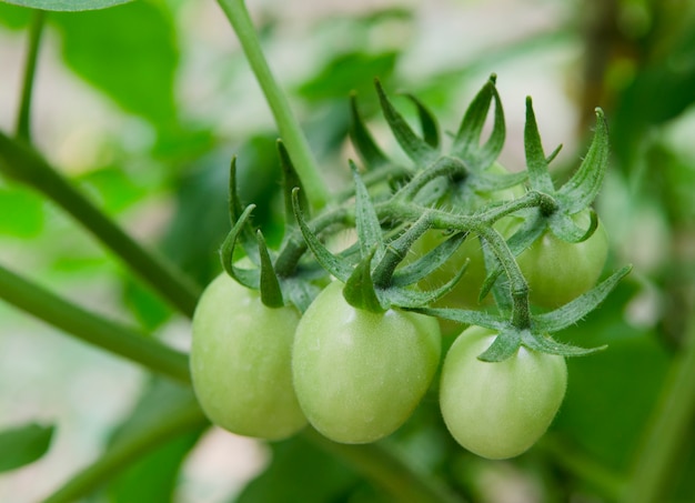 Pomodori verdi in un giardino