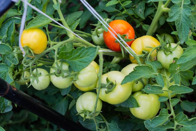 Pomodori verdi maturi rossi e non maturi appesi alla vite di una pianta di pomodoro in giardino