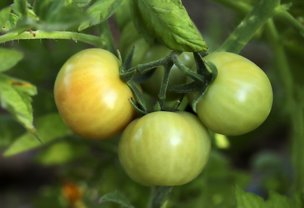 Pomodori verdi nostrani in giardino