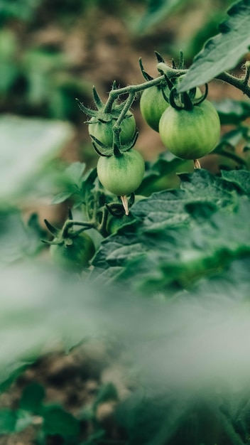 Pomodori verdi su cespugli con foglie verdi