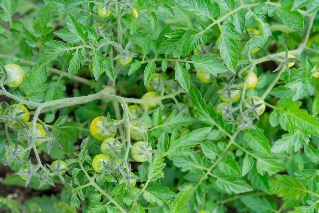 Pomodori verdi su un ramo in una serra