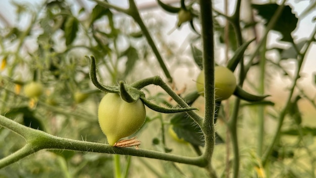 Pomodori verdi su un ramo nel villaggio