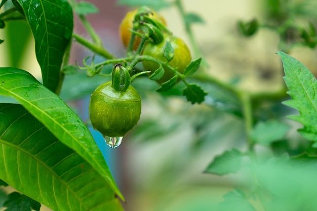 Pomodori verdi sul ramo