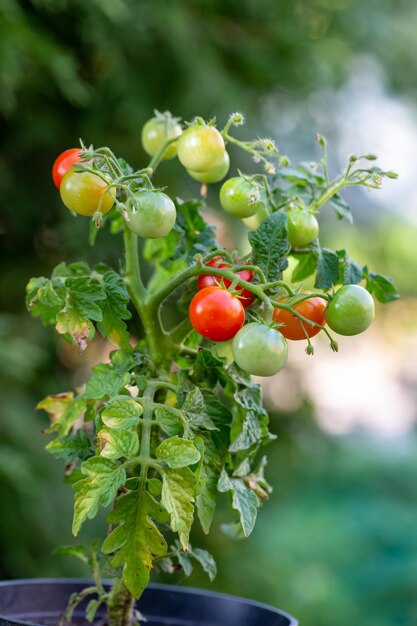 Pomodorini appesi su un ramo in una fotografia macro di una giornata di sole estivo.