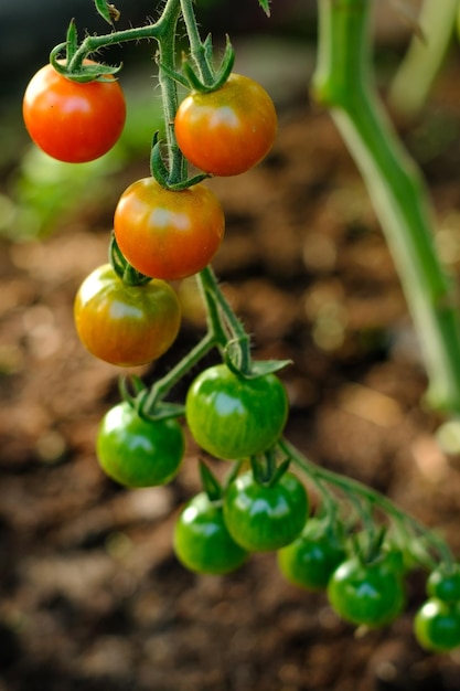 Pomodorini che maturano sulla vite in una serra