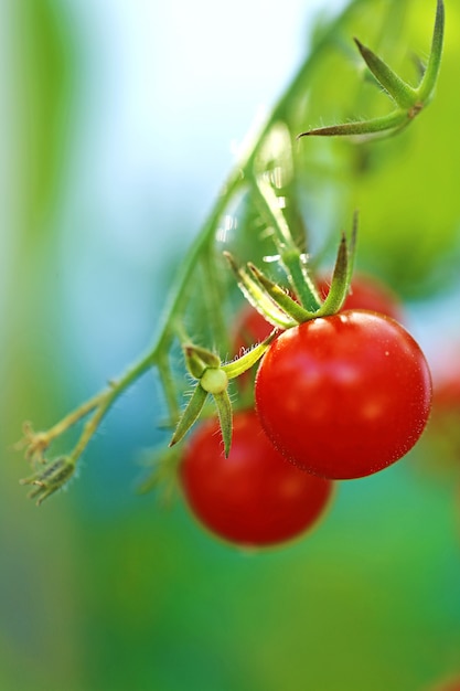 pomodorini rotondi. pomodori naturali biologici