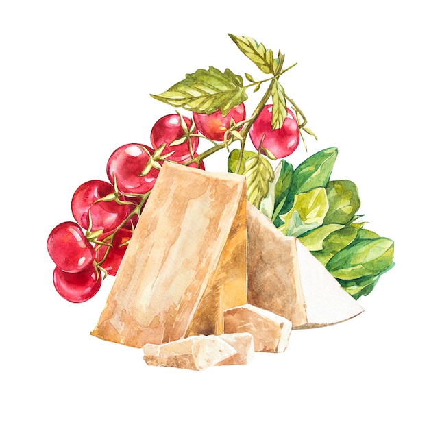 Pomodorini sulla vite con parmigiano. Illustrazione disegnata a mano dell'acquerello Isolato