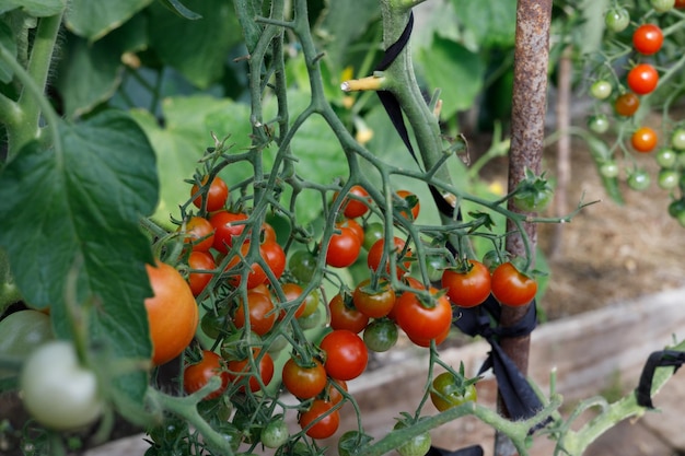 pomodorini t pomodori grandi in serra